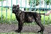 Превью Продаются два щенка Кане-Корсо от титулованых роди Москва - 4