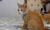Превью Котенок-мальчик в добрые руки Москва - 1