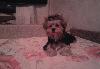 Превью Очаровательные йорки Москва - 1