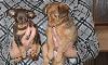 Превью Щенки той-терьера д/ш Москва - 3