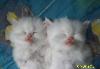 Превью Котята Санкт-Петербург - 4