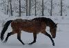 Превью Ахалтекинский жеребец 2000г.р Уфа - 1