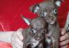 Щенки Чихуахуа превью 310033.