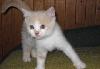 Превью Кремовый с белым котик1.5мес ирыжий Санкт-Петербург - 2