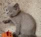 Превью Лиловая кошечка скоттиш-страйт Санкт-Петербург - 1
