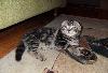 Превью Британские и шотландские котята. Недорого Москва - 2