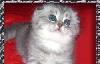 Превью Хайленды, скоттиш-фолд и скоттиш-страйт котята Москва - 3