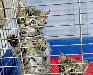 Превью Котята просят-заберите нас домой Санкт-Петербург - 1