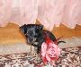 Превью Очаровательная тоечка Москва - 1