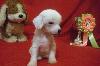 Китайские хохлатые из Брянска превью 325014.