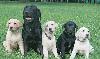 Щенки лабрадора, подрощенные превью 325041.