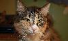 Необыкновенная кошка Кутя ищет дом превью 325378.