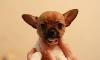 Щенки чихуахуа от 15000 превью 325510.