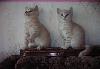 Превью Котики скоттиш-страйт,  недорого Санкт-Петербург - 1