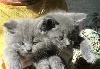 Превью Шотландские котята (скоттиш-страйт) Санкт-Петербург - 1