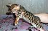 Бенгальские котята -мини  леопардики превью 333351.