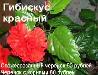 Превью Распродажа Москва - 2