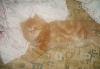 Превью Красный мраморный персидский котенок (мальчик) Москва - 3
