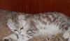 Превью Кошка скоттиш фолд Санкт-Петербург - 1