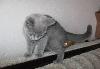 Превью Британская кошечка недорого Москва - 2