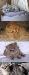 Превью Выставка пав N 64продажа котят ВВЦ Москва - 1