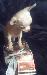 Превью Щенки цвергпинчера,чихуахуа,йорка,шпица Москва - 1