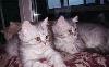 Котята  разных  окрасов превью 340097.