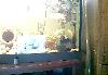 Превью Кокос для аквариума или террариума Москва - 1