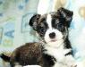 Чихуахуа щенки превью 342133.