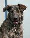 Метис немецкого дога Чара ждет Хозяина превью 342177.