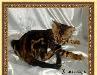 Превью Бенгальские котята Москва - 1
