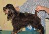 Щенки кокер-спаниеля шоколад превью 343722.
