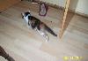 Превью Котенок в хорошие руки Москва - 2
