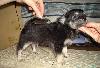 Превью Чихуахуа щеночки разные Санкт-Петербург - 1