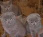 Котята шотландцы и британцы превью 343914.