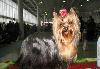 Превью Йоркширский терьер, вязка с чемпионами Санкт-Петербург - 3
