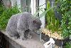 Превью Кот приглашает на вязки ибританские котята Санкт-Петербург - 1