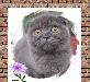 Превью Кот приглашает на вязки ибританские котята Санкт-Петербург - 2