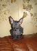 Уникальный котёнок донского сфинкса превью 350070.