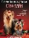Превью Йоркширский терьер- щенки мини и стандарт Санкт-Петербург - 1