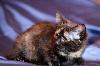 Превью Очаровательные котята, девочки, 2,5 мес., в дар Москва - 1