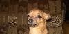 Превью Чихуа-хуа для вязки Москва - 1
