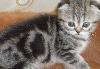 Превью Вислоухие девочки Санкт-Петербург - 1