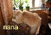 Превью Котята персидско - ангорские Орел - 4