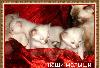 Превью Котята тайские Санкт-Петербург - 1