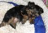 Превью Щеночка Москва - 3