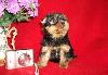 Превью Мальчики и девочки Санкт-Петербург - 2