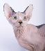 Превью Камея. Малышка - канадочка Москва - 3