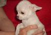 Щенки чихуа-хуа превью 365406.