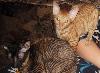 Превью Корниш-рекс (девочка) Нижний Новгород - 1
